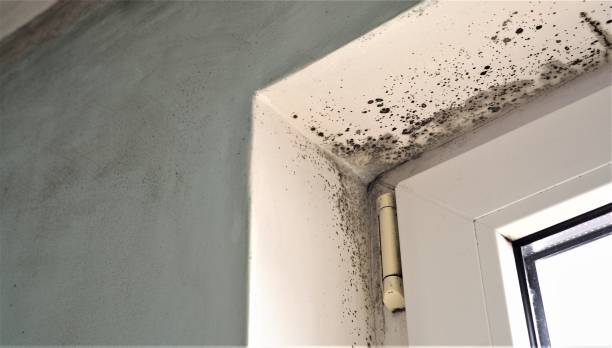 Environmental Consulting for Mold Prevention in Capitola, CA