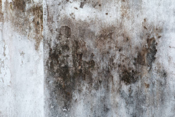 Reliable Capitola, CA Mold Removal Solutions