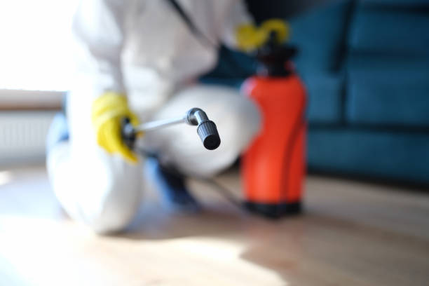 Best Mold Damage Restoration  in Pitola, CA