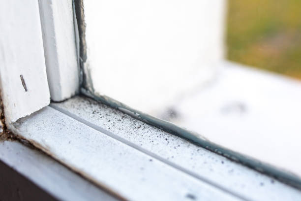 Best Mold-Related Health Consultation  in Pitola, CA