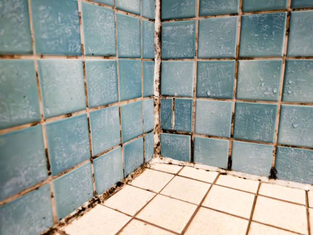 Best Airborne Mold Testing  in Pitola, CA