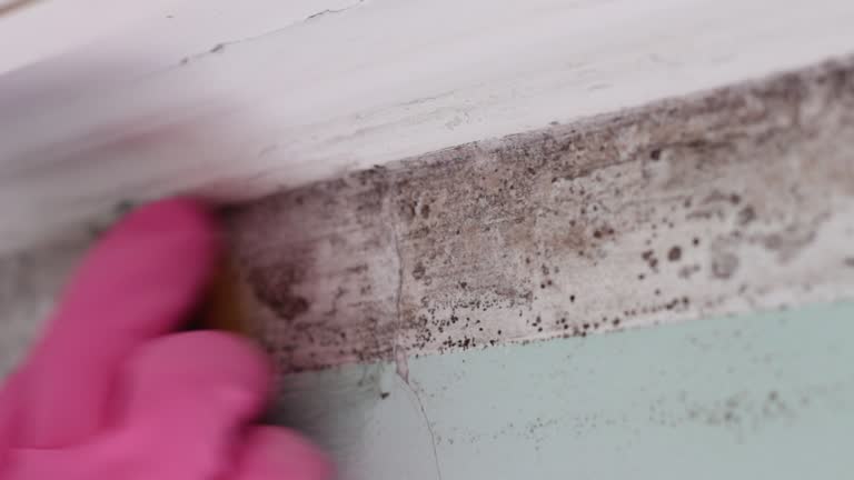 Best HVAC Mold Inspection and Cleaning  in Pitola, CA
